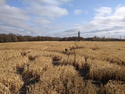 A Maze In Corn