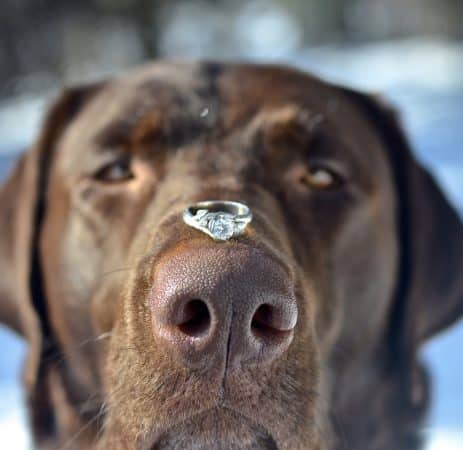 with-your-favourite-pet